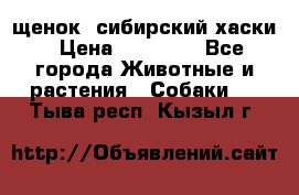 щенок  сибирский хаски › Цена ­ 12 000 - Все города Животные и растения » Собаки   . Тыва респ.,Кызыл г.